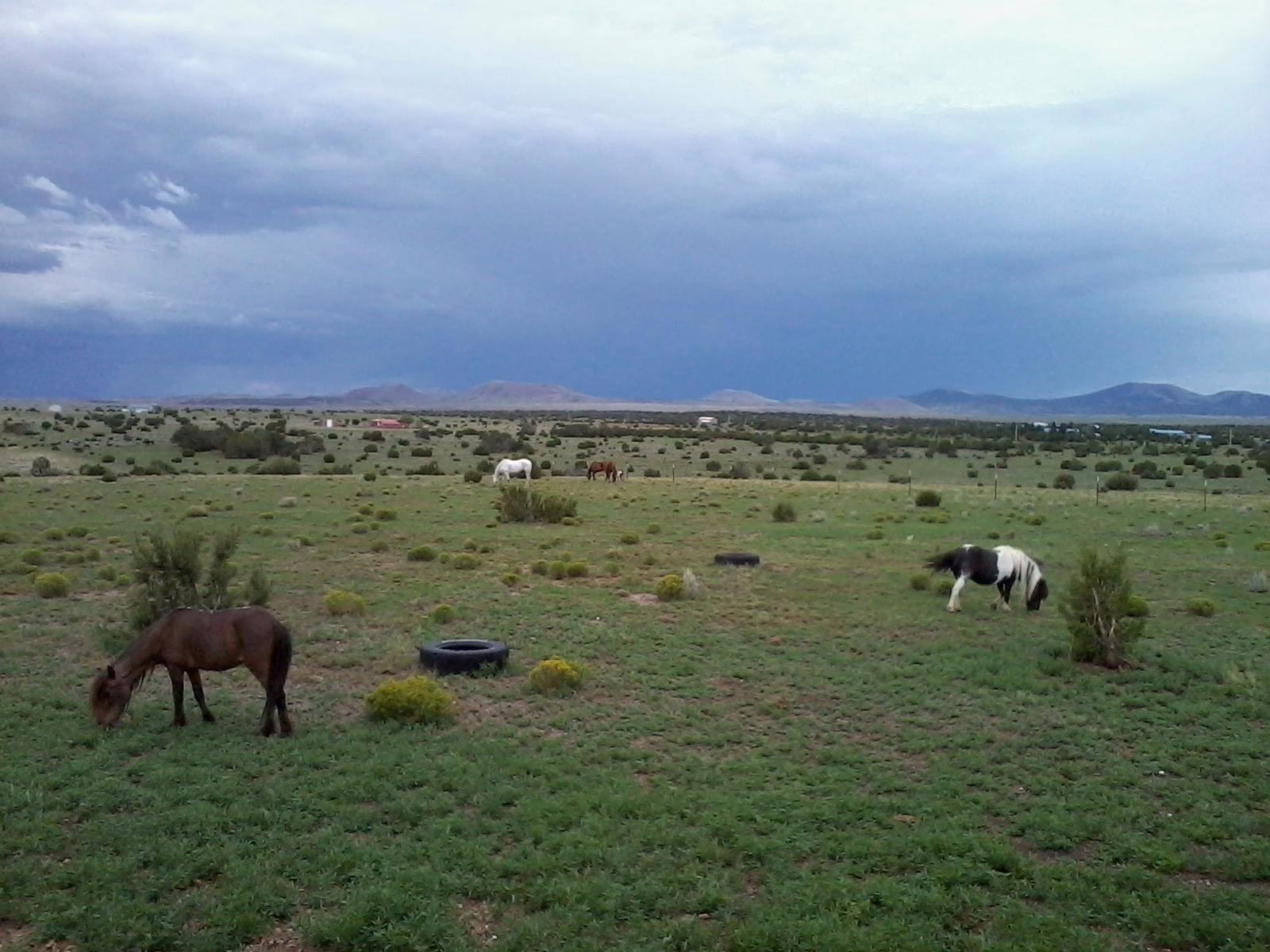 Running Free Equine Sanctuary 13