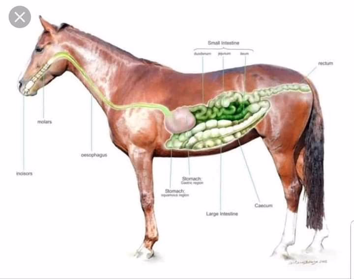 Running Free Equine Sanctuary 15